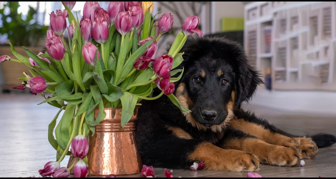 Is It Safe To Have Copper in a Home With Dogs?
