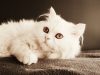 A white Persian cat with brown eyes laying on a brown blanket
