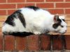 A cat crouched on brick that is stuck together by concrete