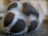 dog paw pad injury healing time