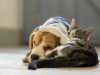 A cat laying beside a dog on the ground with the cat's paw on top of the dog's head