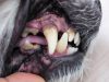 A dog's mouth has been pulled open by a person's hand to reveal tartar and gingivitis