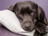 giardia in dogs treatment