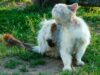 A cat with fleas sitting outside in the grass scratching itself with its hind leg